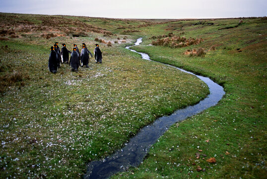Falkland Islands Penguins