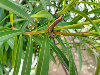 Caterpillar eating green leaves in branch of tree, nature photography, natural gardening background