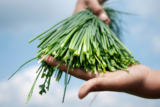 Hands holding fresh, organic chives.