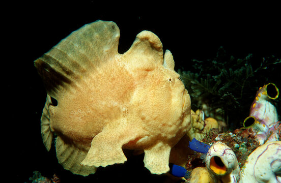 Giant frogfish, Antennarius commersonii, Indonesia, Indian Ocean, Komodo National Park
