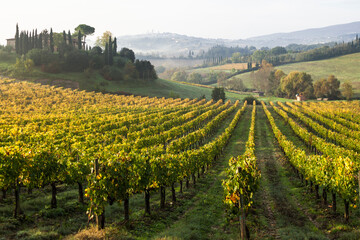 Fototapeta na wymiar Paesaggio di Toscana con vigneto di malvasia verso le torri di San Gimignano