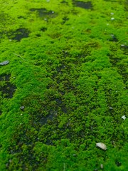green moss on the ground