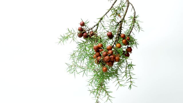 Zoom in to a juniper branch with fruits on isolated white background