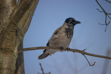 The hooded crow (Corvus cornix) sitting on a branch on the background a blue sky. The scald-crow or hoodie perching on old tree branch.