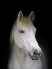 Fototapeta na wymiar Grey Horse Headshot