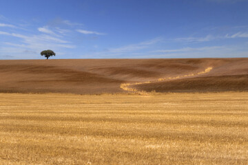 Obraz premium wheat field with sky