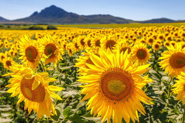 Obraz premium sunflowers in the field
