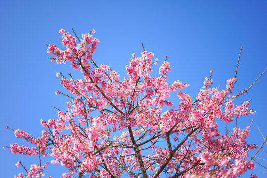 pink cherry blossom, pink sakura tree across blue sky