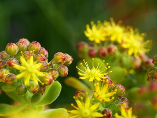 アエオニウム　リンドレー