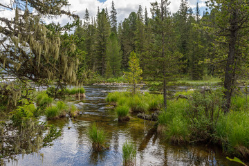 reflection of trees in water