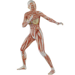 female body anatomy posing with transparent background