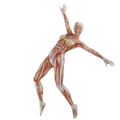 female body anatomy posing with transparent background