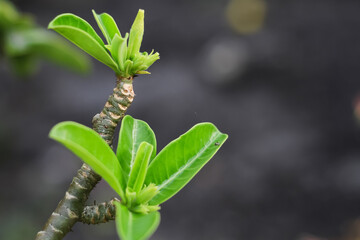 Shoots of ornamental plant Adenium obesum.