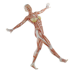 female body anatomy posing with transparent background