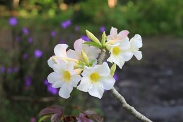 White Adenium obesum flowers bloom beautifully.