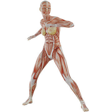 female body anatomy posing with transparent background