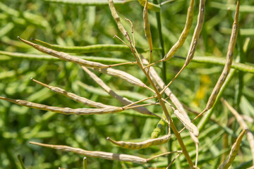 Rape Brassica napus, ripe, dry rape in the field. Ripe dry rapeseed stalks before harvest in day light