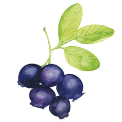 blueberries isolated on white background