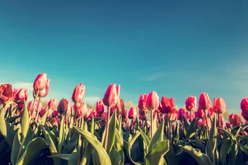 Fototapeten Tulip flowers field in spring blue sky © Photocreo Bednarek
