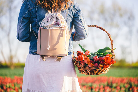 Woman with flowers in the basket on tulip field in spring