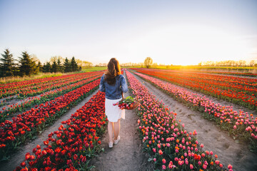 Woman with flowers in the basket on tulip field in spring - obrazy, fototapety, plakaty