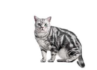 Kitten isolated on white. British shorthair silver tabby cat breed - Powered by Adobe