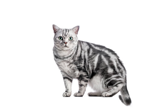 Kitten isolated on white. British shorthair silver tabby cat breed