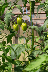 Bunch of organic unripe green tomato in greenhouse. Homegrown, gardening and agriculture consept. Solanum lycopersicum is annual or perennial herb, Solanaceae family. Cover for packaging seeds