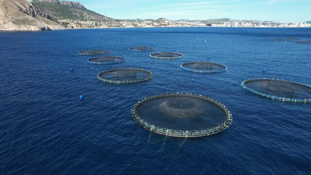 Aerial drone video of a large saltwater fish farm such as sea bass and sea bream in growing cages in calm deep waters