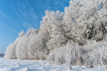 Deciduous trees on the edge of the forest in a white outfit of frost and crystals.