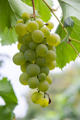 Ripe grapes grow on bushes. Bunch of grapes before harvest