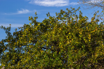 apple tree fruit on a tree against the sky