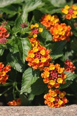 orange flowers in garden