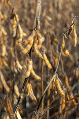 Soybean fields. Ripe golden-yellow soybean pods at sunset. Soybean field in the golden glow. Blurred background, shallow depth of field The concept of a good harvest. Macro