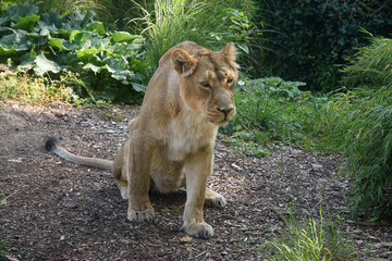 Vieille lionne, Parc Zoologique et Botanique de Mulhouse
