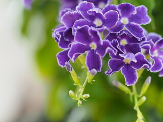 紫色の花　デュランタ
