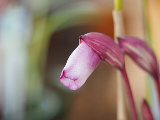 寄生植物　ナンバンギセル