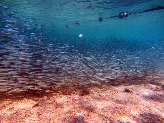 Sardine group of fish at shallow water dive