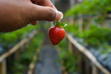 Fresh red strawberry fruit in hand