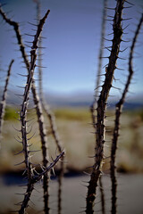 Ocotillo Thorns Desert