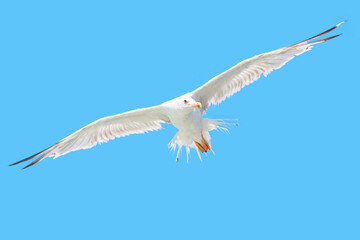 Seagull soaring in the blue sky 