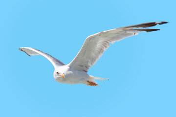 Seagull soaring in the blue sky 