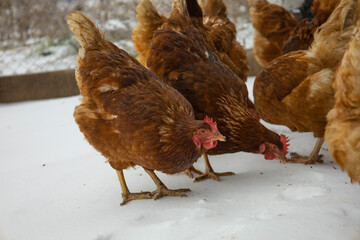 Red chicken on a blurred snowy background
