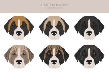 Alentejo mastiff all colours clipart. Different coat colors set