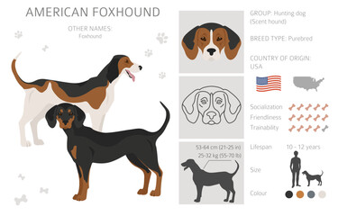 American foxhound all colours clipart. Different coat colors set