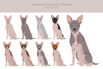American hairless terrier all colours clipart. Different coat colors and poses set - obrazy, fototapety, plakaty