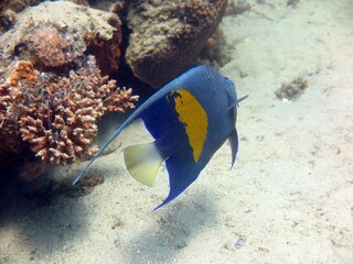 Beautiful colorful arab angle fish