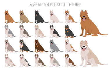 American pit bull terrier dogs clipart. Color varieties, infographic
