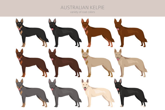 Australian Kelpie all colours clipart. Different coat colors set
