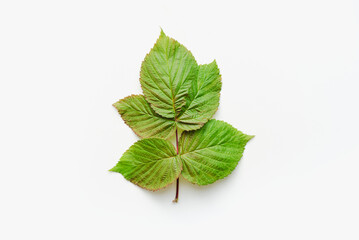 Green blackberry leaves. Blackberry leaves on a white background.